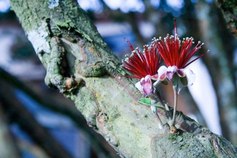 Flor en un Tronco