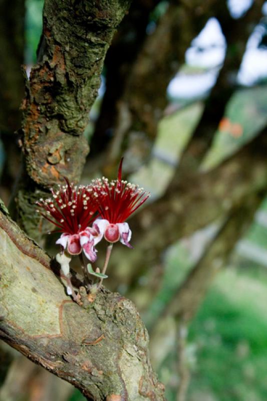 Flor en un Tronco