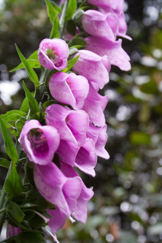 Campanulaceae