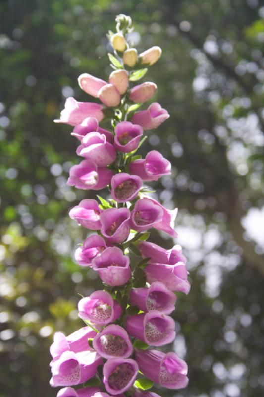 Campanulaceae