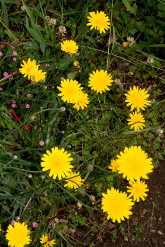 Taraxacum officinale