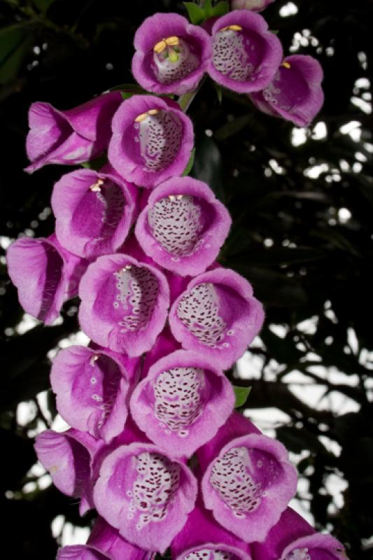 Campanulaceae