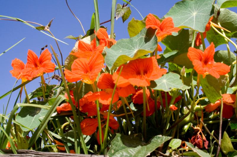 Tropaeolum