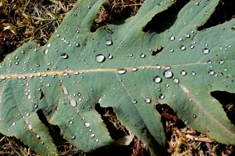 Detalle de una Hoja