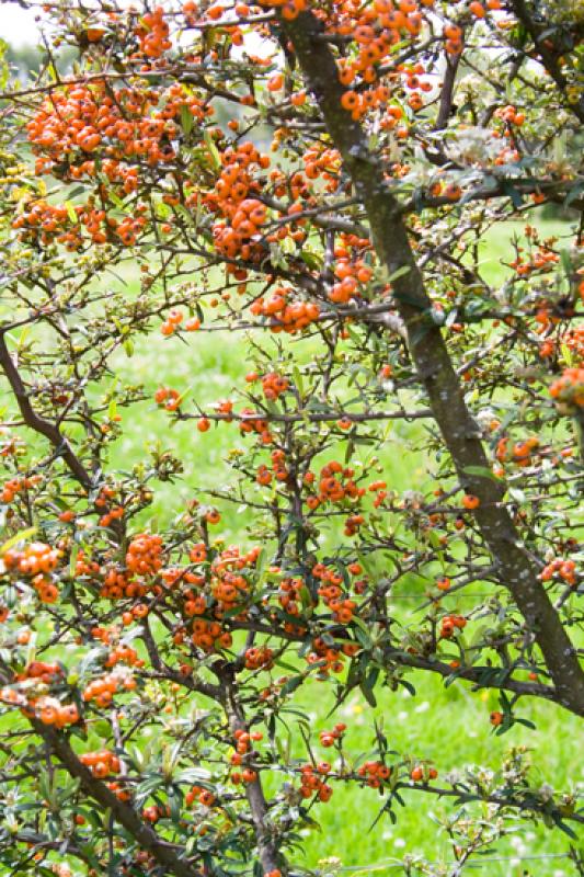 Arbol con Frutos