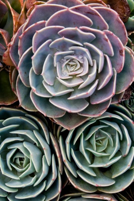 Aeonium subplanum