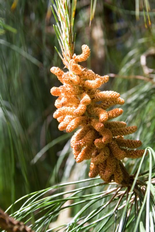 Pinus armandii