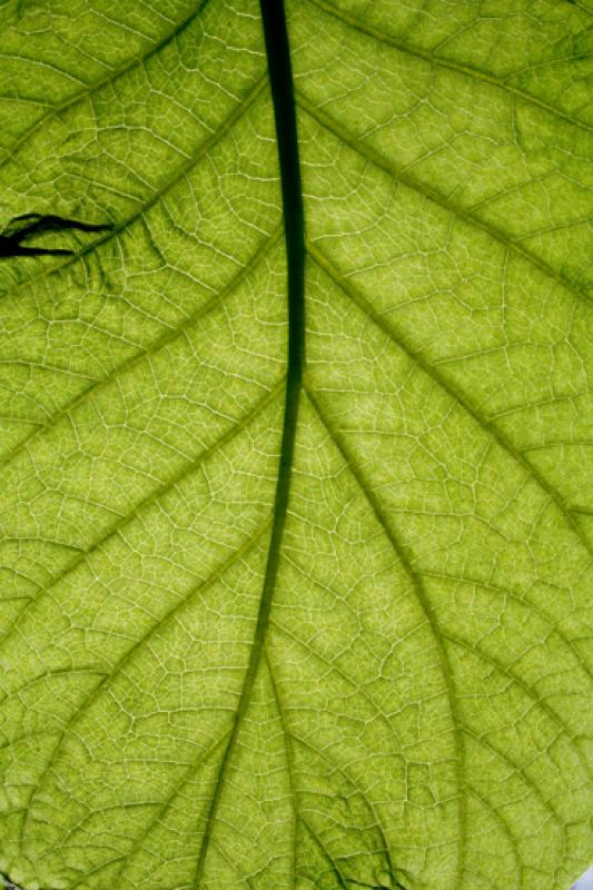 Detalle de una Hoja