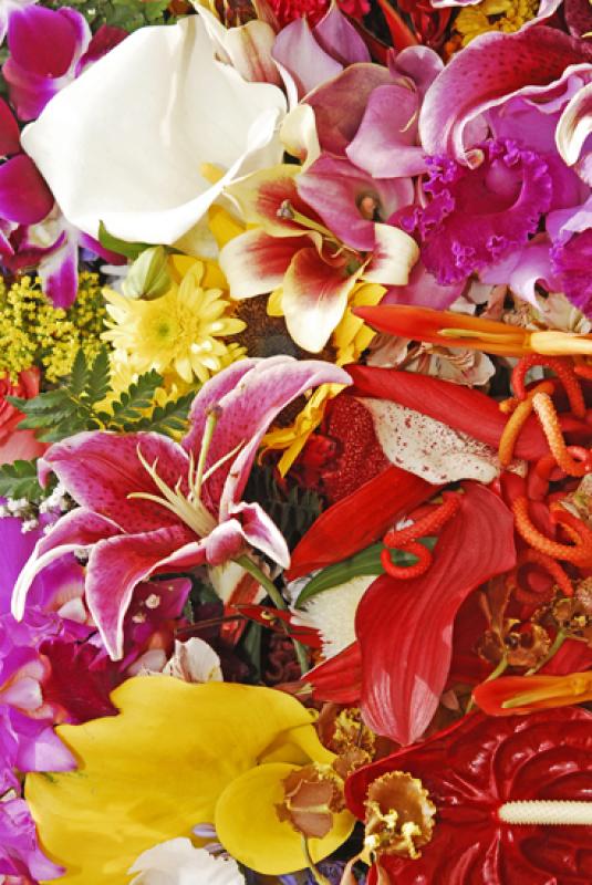 Feria de Flores, Medellin, Antioquia, Colombia