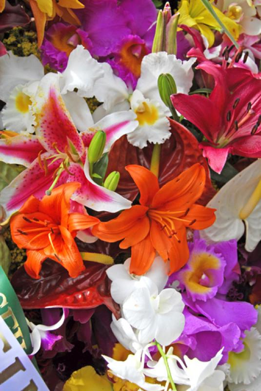 Feria de Flores, Medellin, Antioquia, Colombia