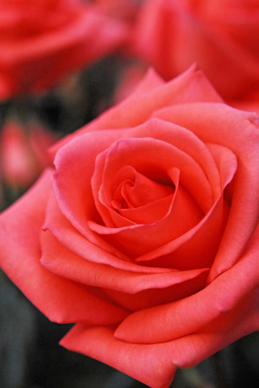 Detalle de una Rosa