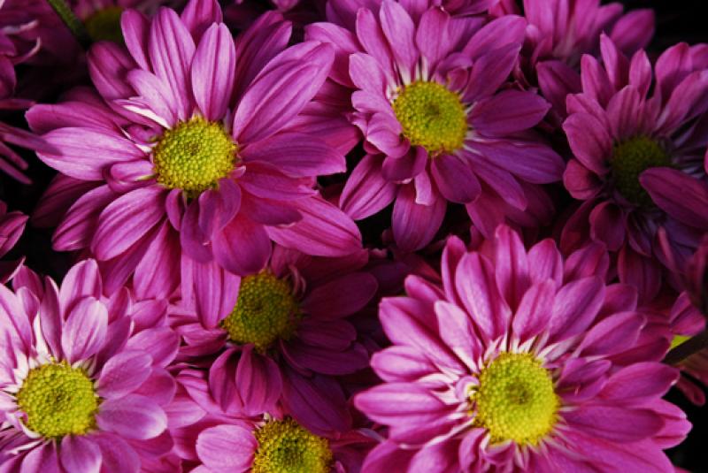 Leucanthemum vulgare