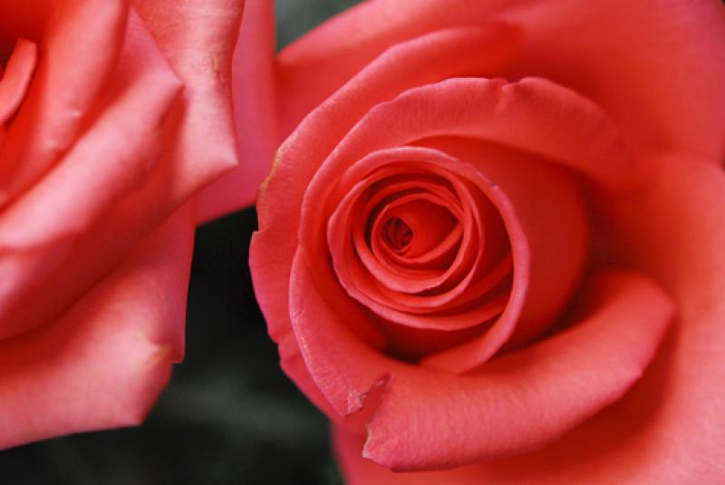 Detalle de una Rosa