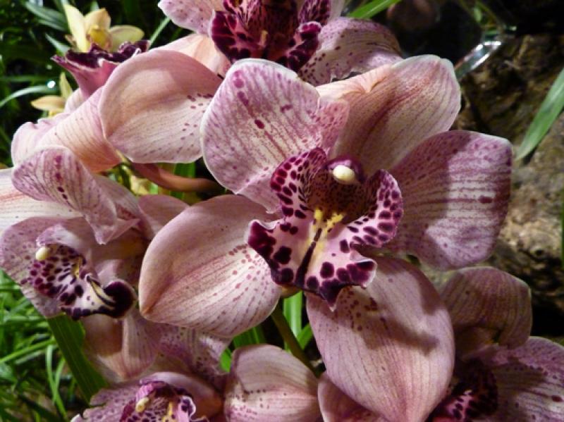 Cymbidium Valley