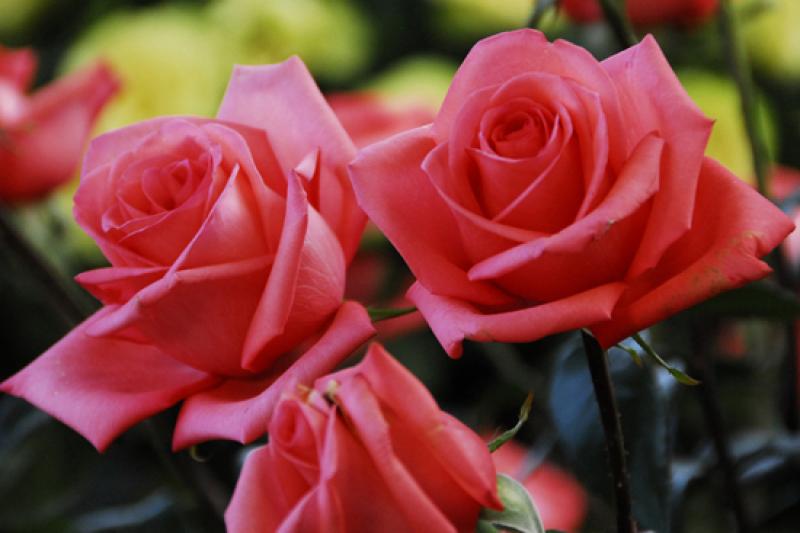 Detalle de una Rosa