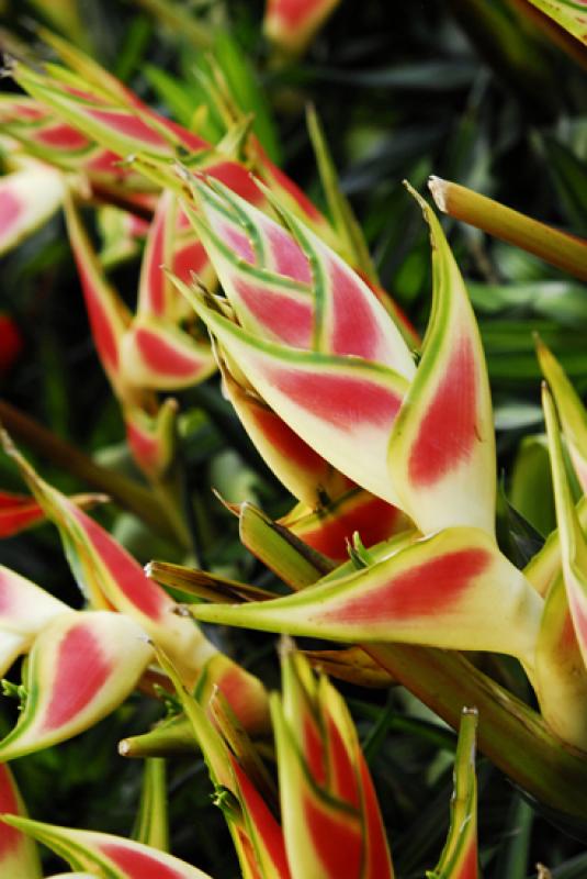 Heliconia bihai