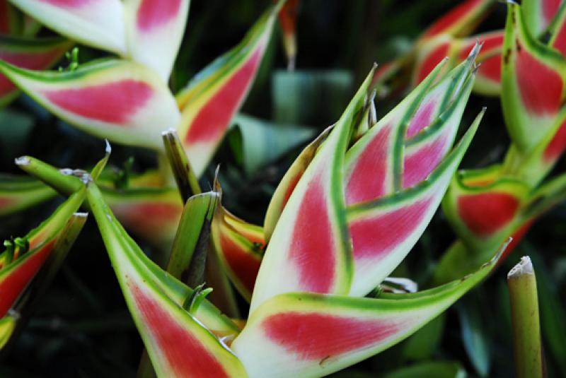 Heliconia bihai