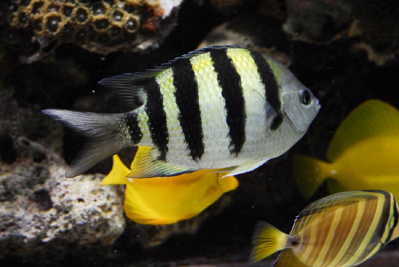 Acuario del Parque Explora, Medellin, Antioquia, C...