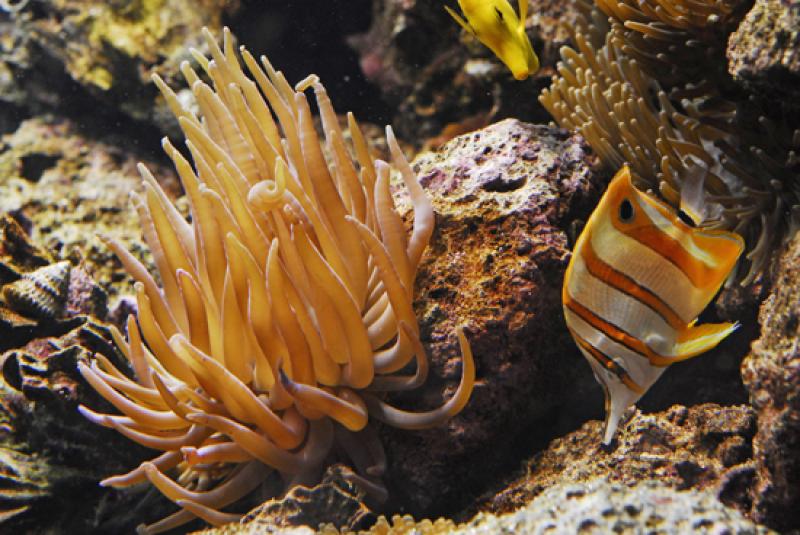 Acuario del Parque Explora, Medellin, Antioquia, C...