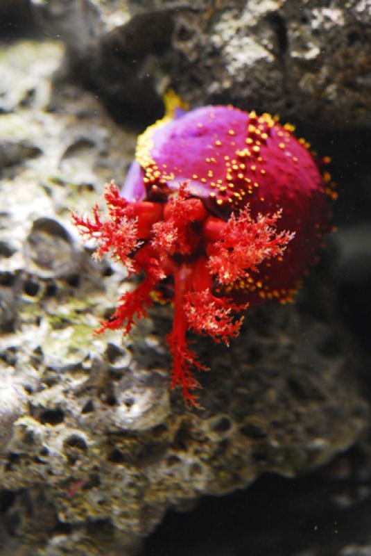 Acuario del Parque Explora, Medellin, Antioquia, C...