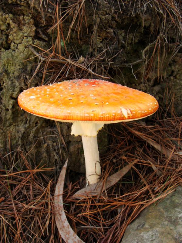 Amanita muscaria