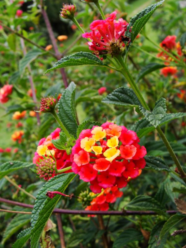 Lantana camara