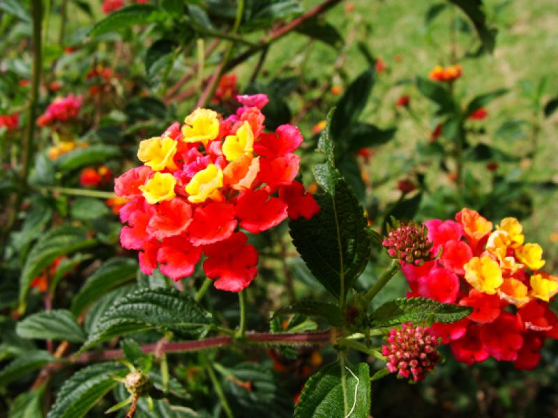 Lantana camara