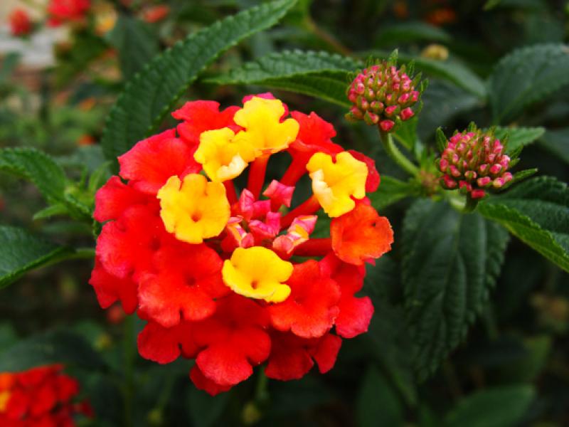 Lantana camara