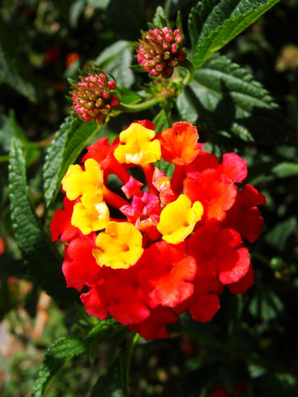 Lantana camara