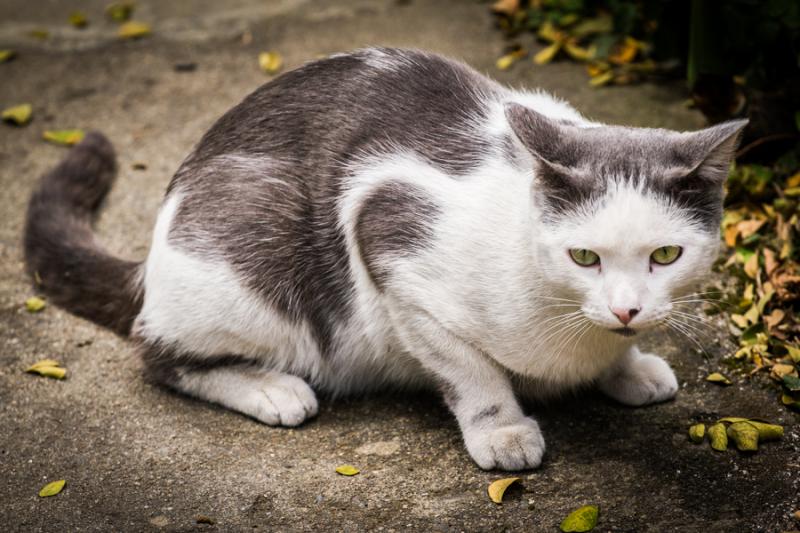 Gato Domestico