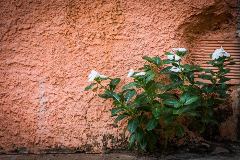 Planta Floreciendo Cerca a una Pared, Santa Fe de ...