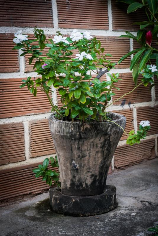 Planta en una Maceta, Santa Fe de Antioquia, Colom...