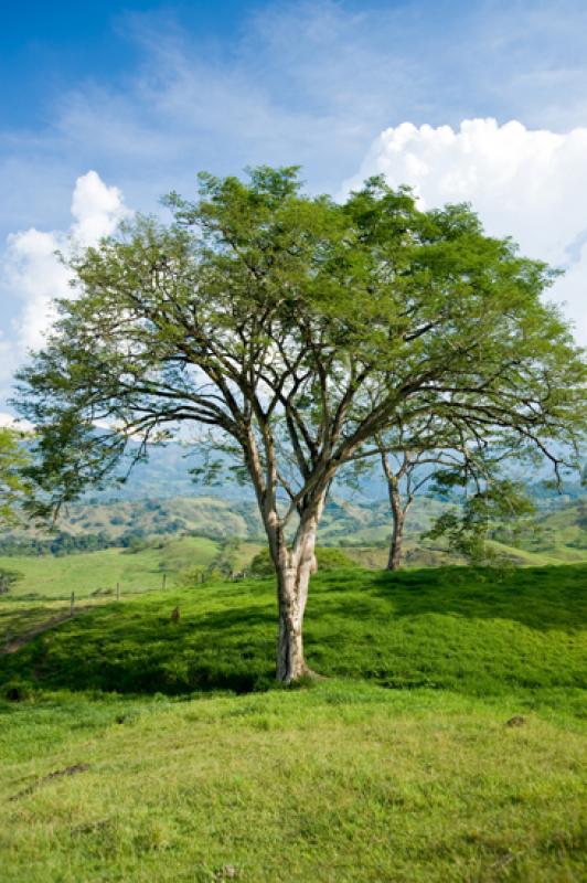 Arbol en el Campo, Tamesis, Suroeste AntioqueÃ±o...