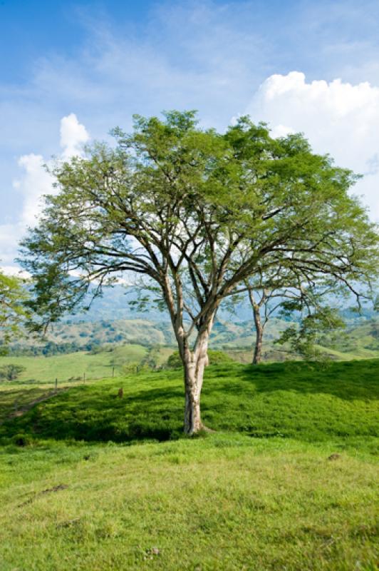 Arbol en el Campo, Tamesis, Suroeste AntioqueÃ±o...