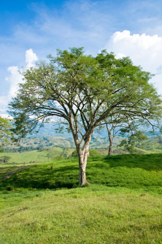 Arbol en el Campo, Tamesis, Suroeste AntioqueÃ±o...