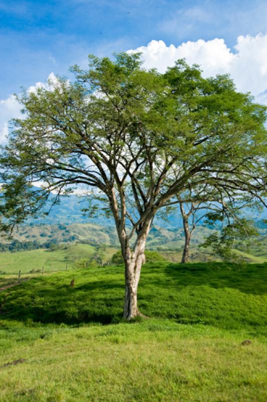 Arbol en el Campo, Tamesis, Suroeste AntioqueÃ±o...