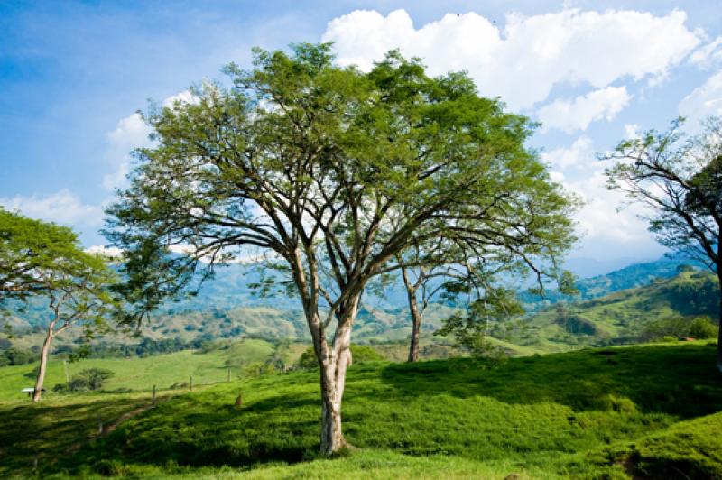 Arbol en el Campo, Tamesis, Suroeste AntioqueÃ±o...