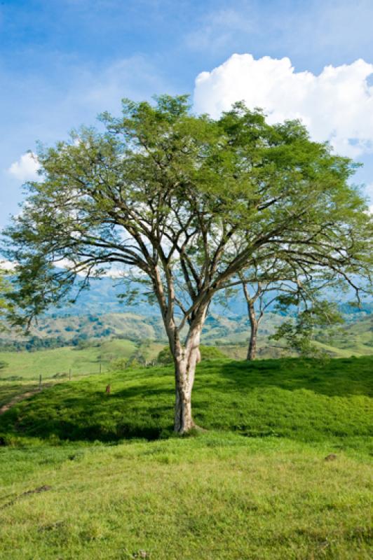 Arbol en el Campo, Tamesis, Suroeste AntioqueÃ±o...