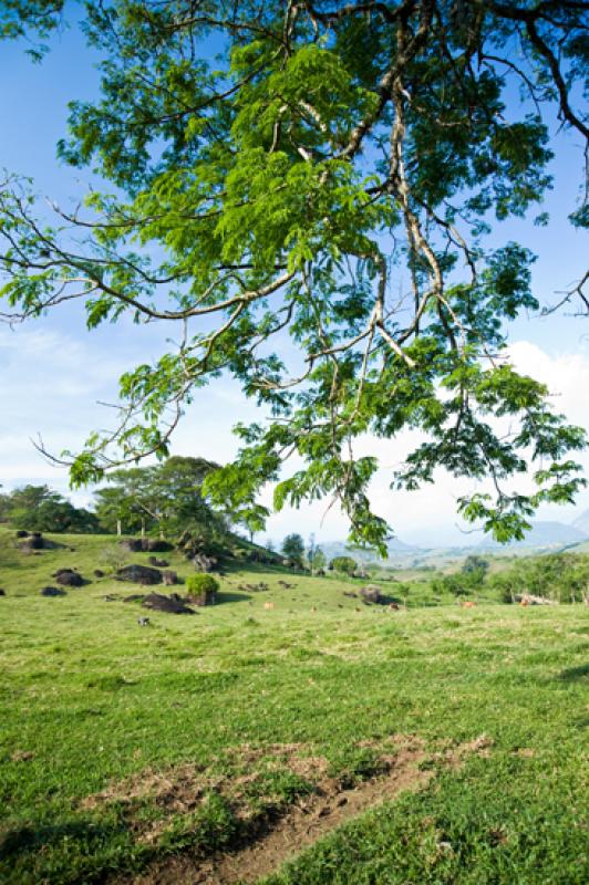 Paisaje en Tamesis, Suroeste AntioqueÃ±o, Antioq...