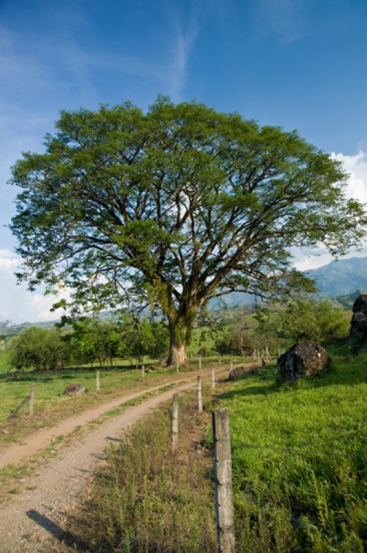 Arbol en el Campo, Tamesis, Suroeste AntioqueÃ±o...