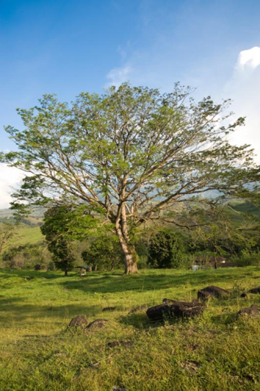 Arbol en el Campo, Tamesis, Suroeste AntioqueÃ±o...