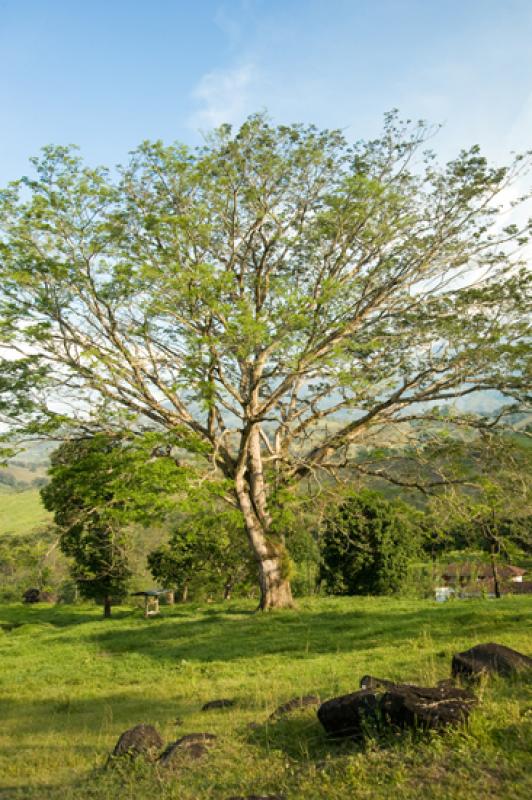 Arbol en el Campo, Tamesis, Suroeste AntioqueÃ±o...