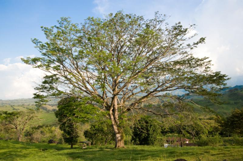 Arbol en el Campo, Tamesis, Suroeste AntioqueÃ±o...