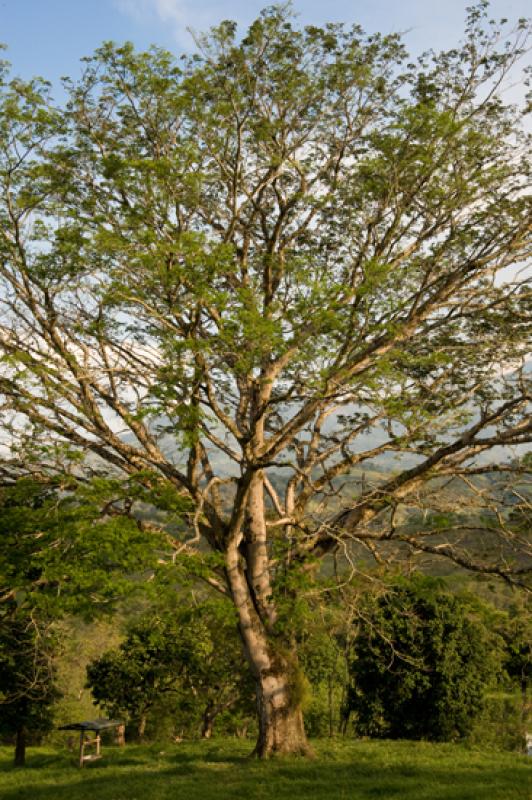 Arbol en el Campo, Tamesis, Suroeste AntioqueÃ±o...