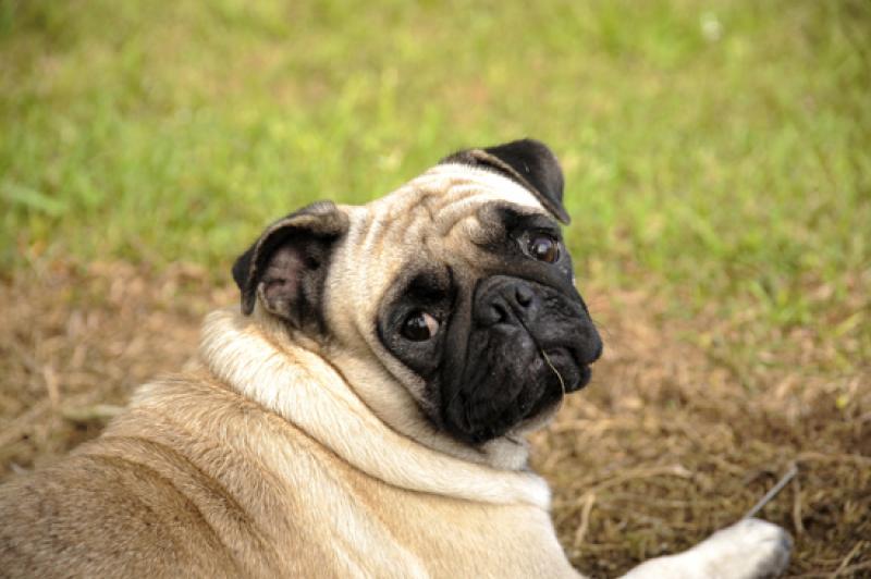 Pug