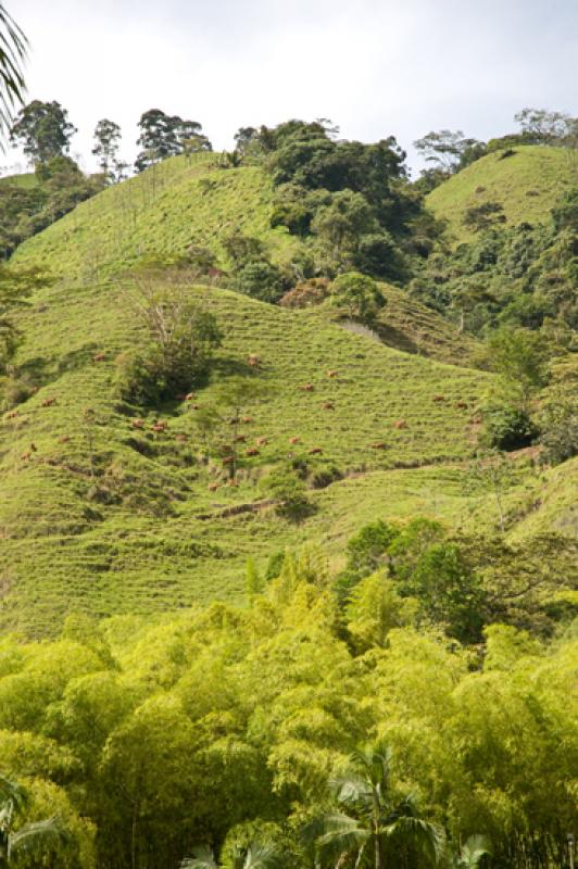 Venecia, Suroeste AntioqueÃ±o, Antioquia, Colomb...