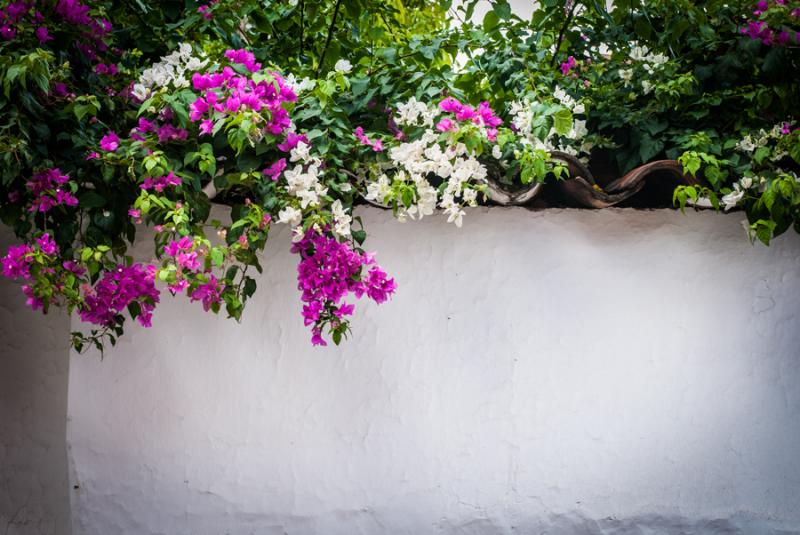 Plantas Floreciendo Sobre una Pared, Santa Fe de A...