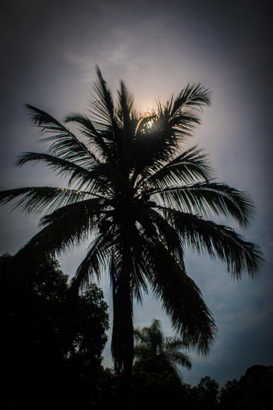 Palmera en contraluz, Santa Fe de Antioquia, Colom...