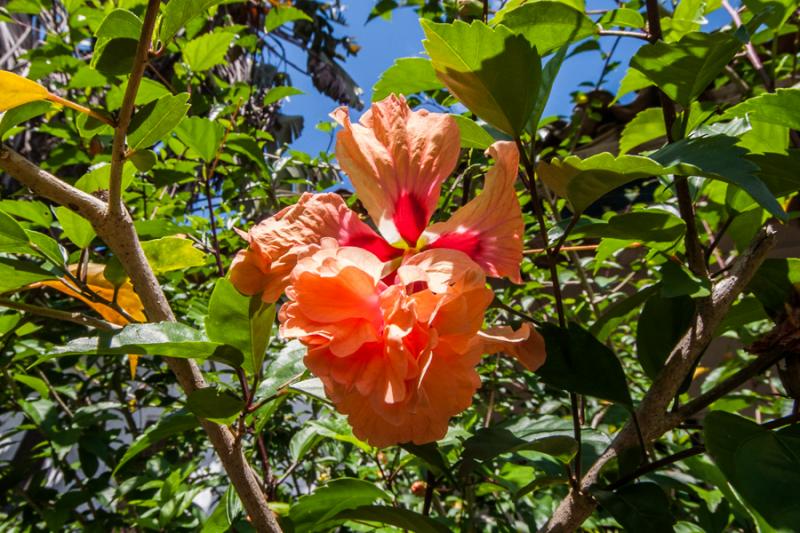 Cayenas, Santa Fe de Antioquia, Colombia, Sur Amer...