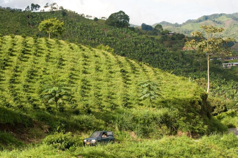 Cultivos de Cafe, Eje Cafetero, Quindio, Armenia, ...